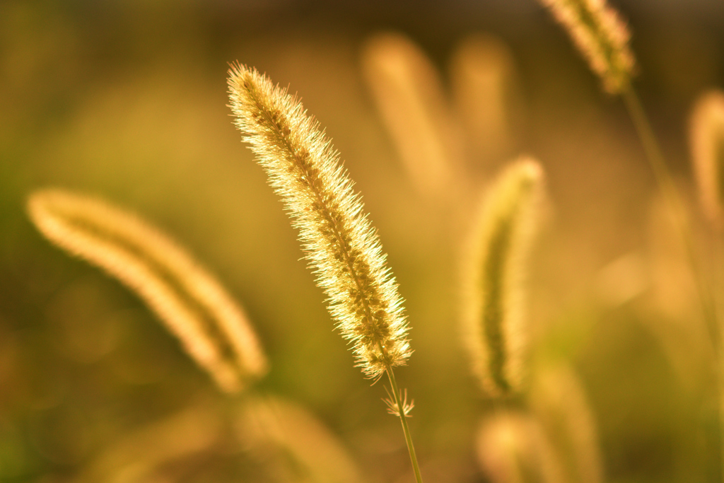 日暮れの猫じゃらし