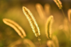 日暮れの猫じゃらし