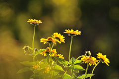 夕暮れのひめひまわり