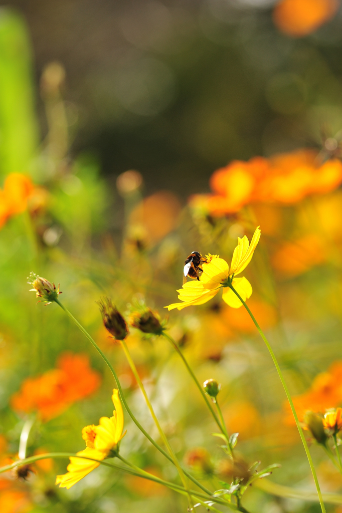 コスモスと蜜蜂