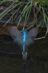 カワセミ・ダイブ