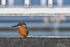 都会のカワセミ