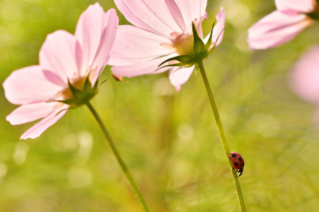 秋のてんとう虫