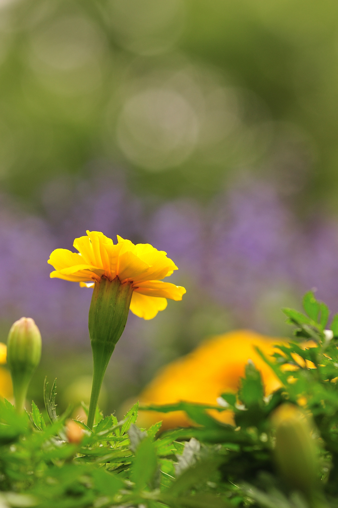 マリーゴールド（黄）