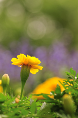 マリーゴールド（黄）