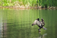 ナイスポーズ！