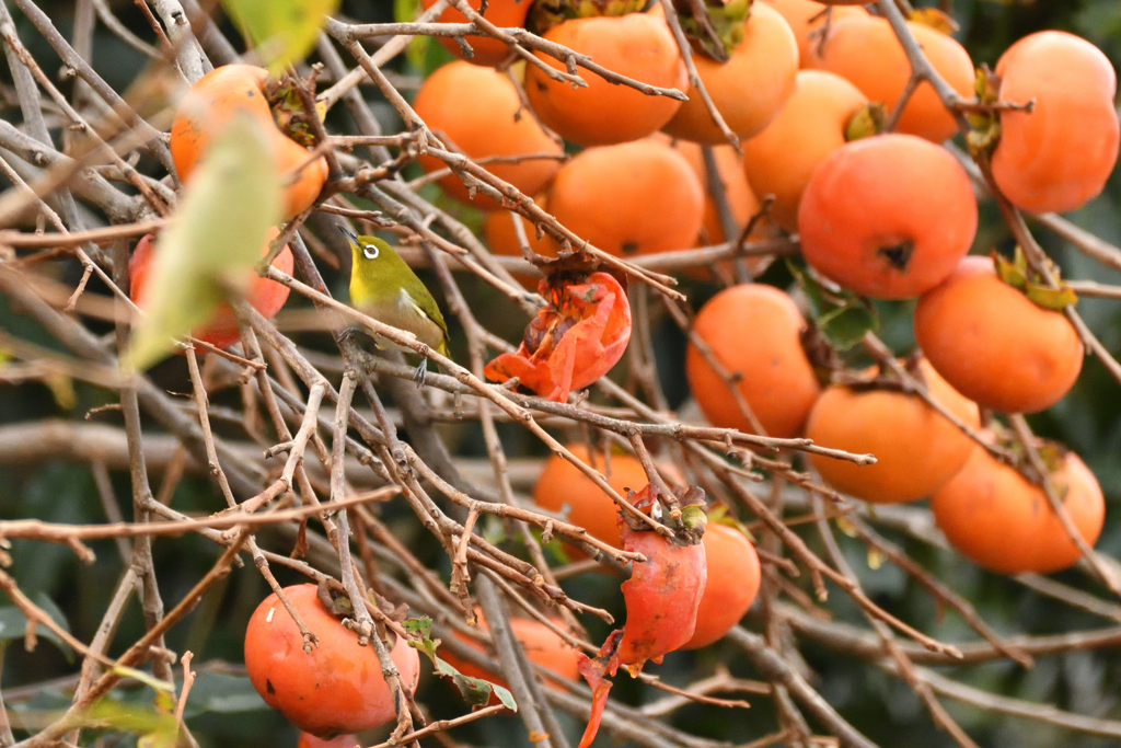 柿の木とメジロ４