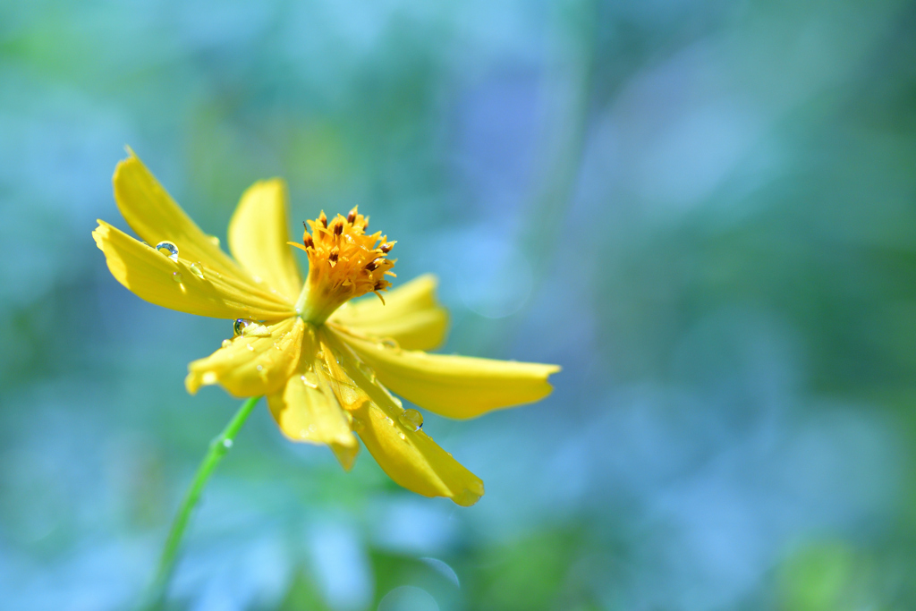 雨上がりのキバナコスモス