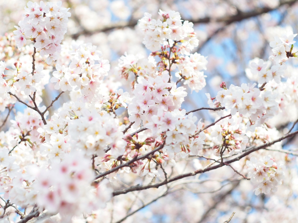 上野公園の桜 #4