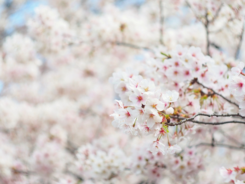上野公園の桜 #2