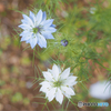 季節の花～Nigella.1