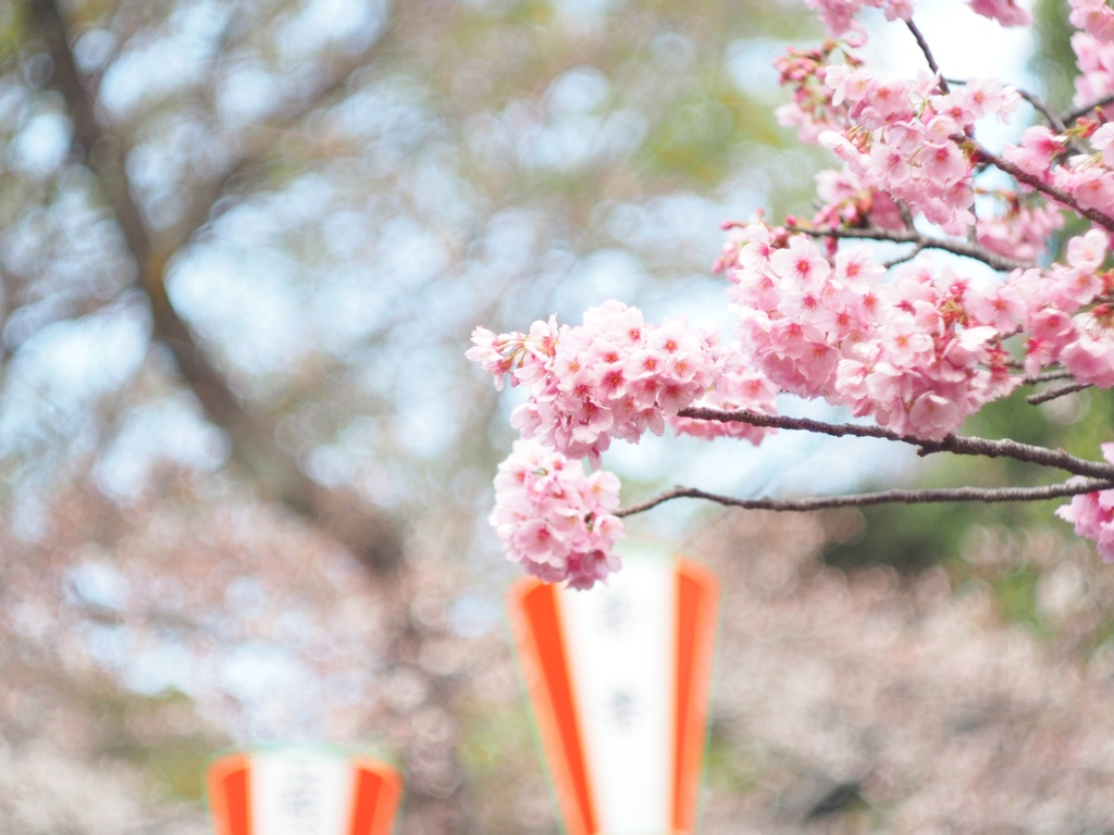 上野公園の桜 #1