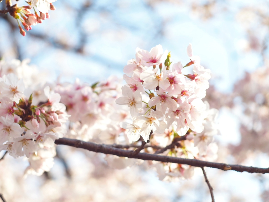 上野公園の桜 #3