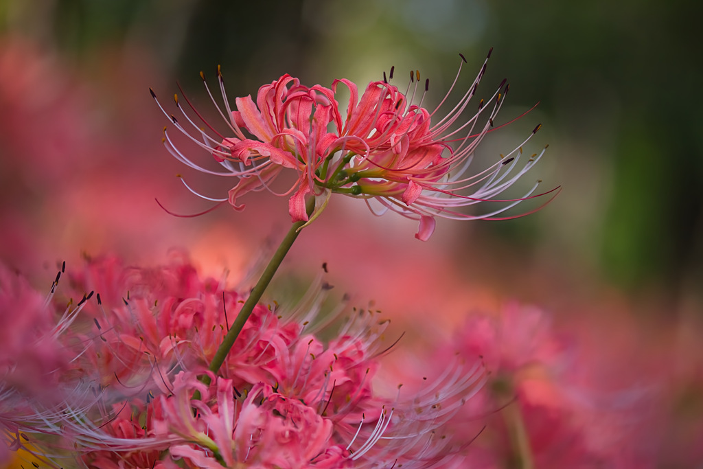 IMG_7385-180mm-F3,5-250917-Luminar Neo__