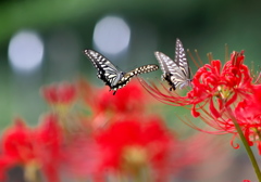 BS6T3578......SILKYPIX_DS_PRO....8..