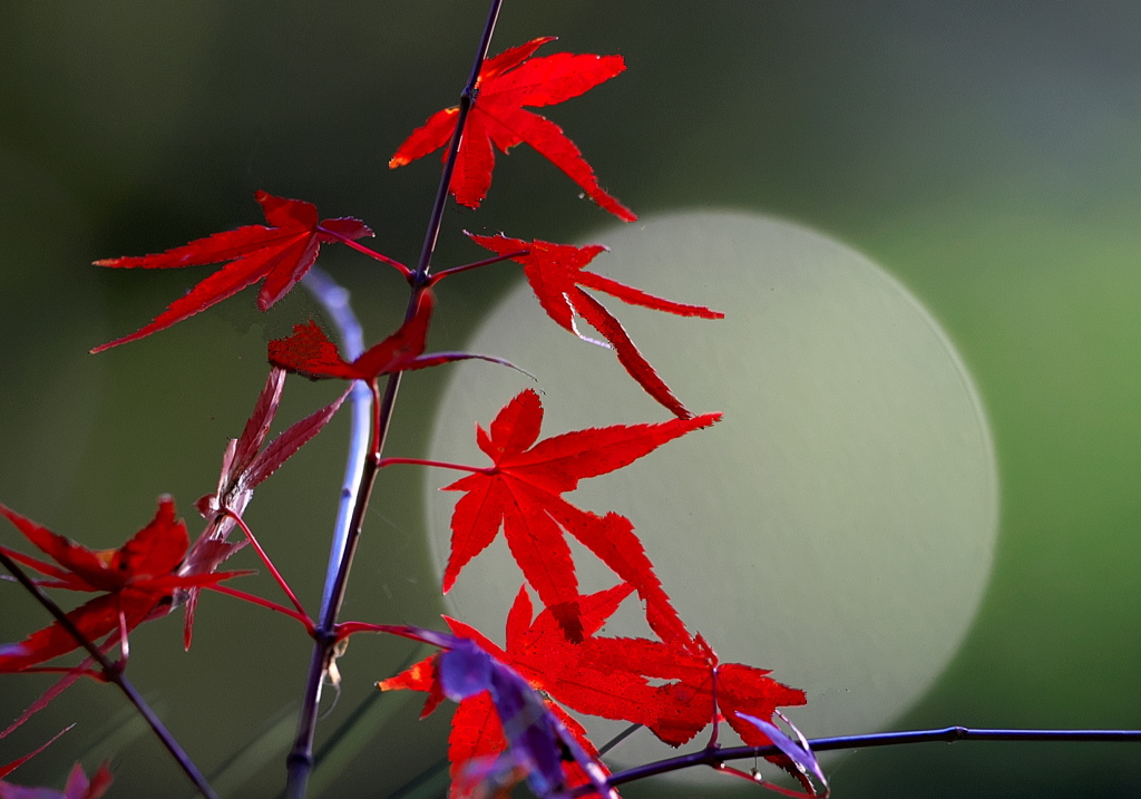 BS6T4298......SILKYPIX_DS_PRO...8---3...