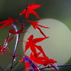 BS6T4298......SILKYPIX_DS_PRO...8---3...