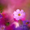 BS6T0142-500mm-F4,0-231021-....SILKYPIX_