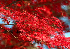 093A2011...聚楽園公園...SILKYPIX_DS_PRO....5.