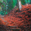 IMG_5663-50mm-F13-241119-SILKYPIX_..2.