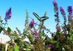 IMG_4578......SILKYPIX_DS_PRO...3..