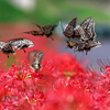 合成--BS6T2827-BS6T2835_【SILKYPIX 11】合成