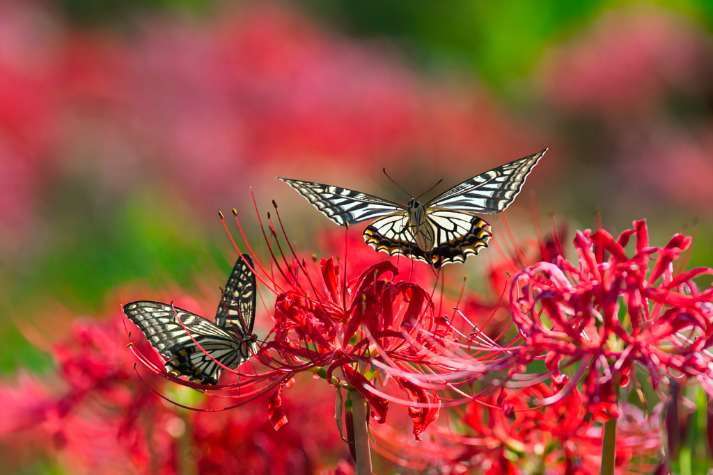 BS6T8683-200mm-F5,0-230927-Luminar Neo_.