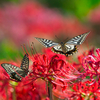 BS6T8683-200mm-F5,0-230927-Luminar Neo_.