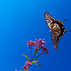 BS6T8093-21mm-F6,3-231016-....SILKYPIX_3