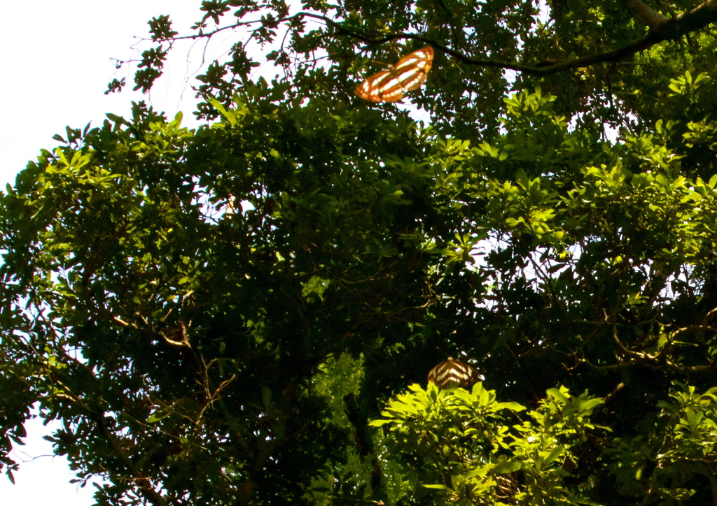 IMG_6467......SILKYPIX_DS_PRO...4..