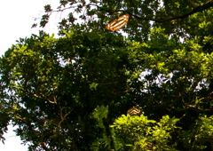 IMG_6467......SILKYPIX_DS_PRO...4..