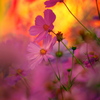 BS6T0009.....SILKYPIX_10__9----5  .....2