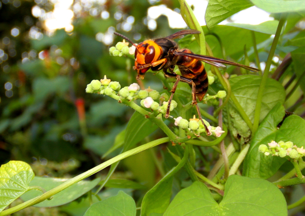 IMG_3735...SILKYPIX..2.