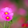 BS6T4008......SILKYPIX_DS_PRO..9....2110
