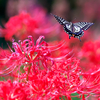 BS6T3891-200mm-F5,0-231003-....SILKYPIX-