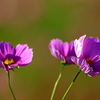 BS6T3106......SILKYPIX_DS_PRO...9-2...21
