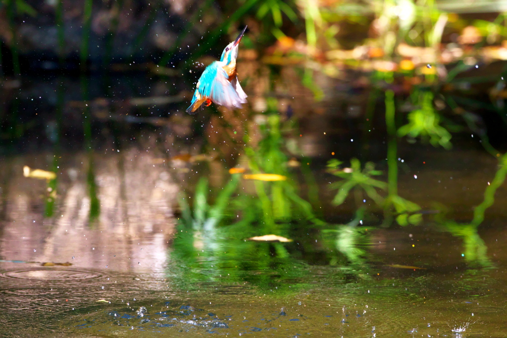 093A2644......SILKYPIX_DS_PRO..1378...