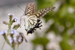 カメラ目線...IMG_9664...2