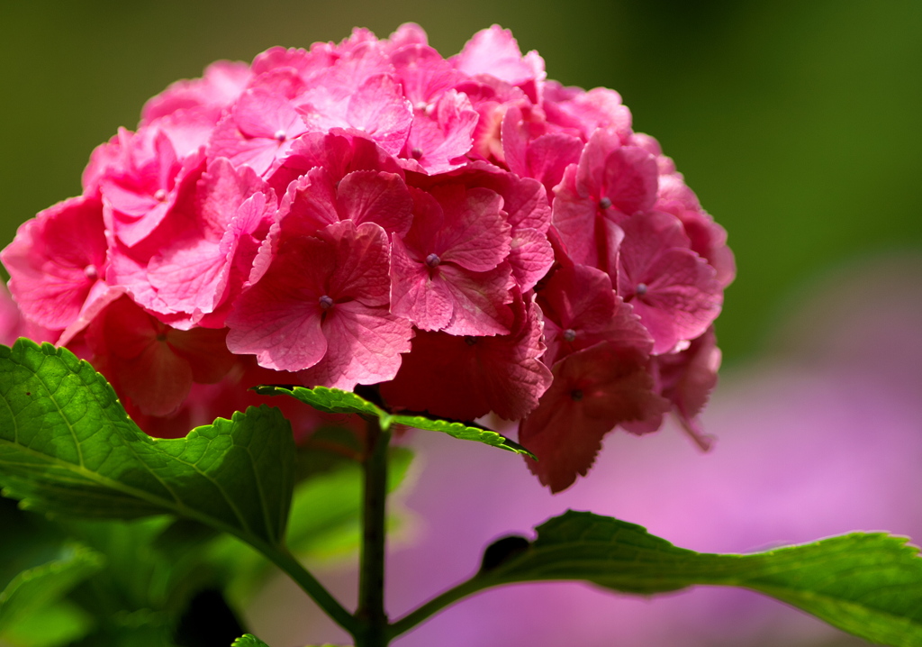 IMG_8312......SILKYPIX_DS_PRO...8..
