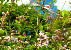 093A0895......SILKYPIX_DS_PRO....3.