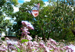 093A1288......SILKYPIX_DS_PRO..93..