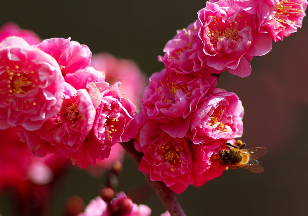 IMG_2669......SILKYPIX_DS_PRO...9..
