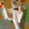 093A0575......SILKYPIX_DS_PRO...7...2111