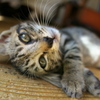 093A1727......SILKYPIX_DS_PRO...9...2111