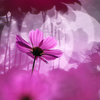 BS6T3541-500mm-F4,0-231022-....SILKYPIX_