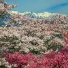 BS6T1571-BS6T1586_合成_2__7--3--彩度