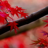 093A2951......SILKYPIX_DS_PRO..6...