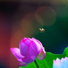BS6T3071.....SILKYPIX_10__9-----3  .....