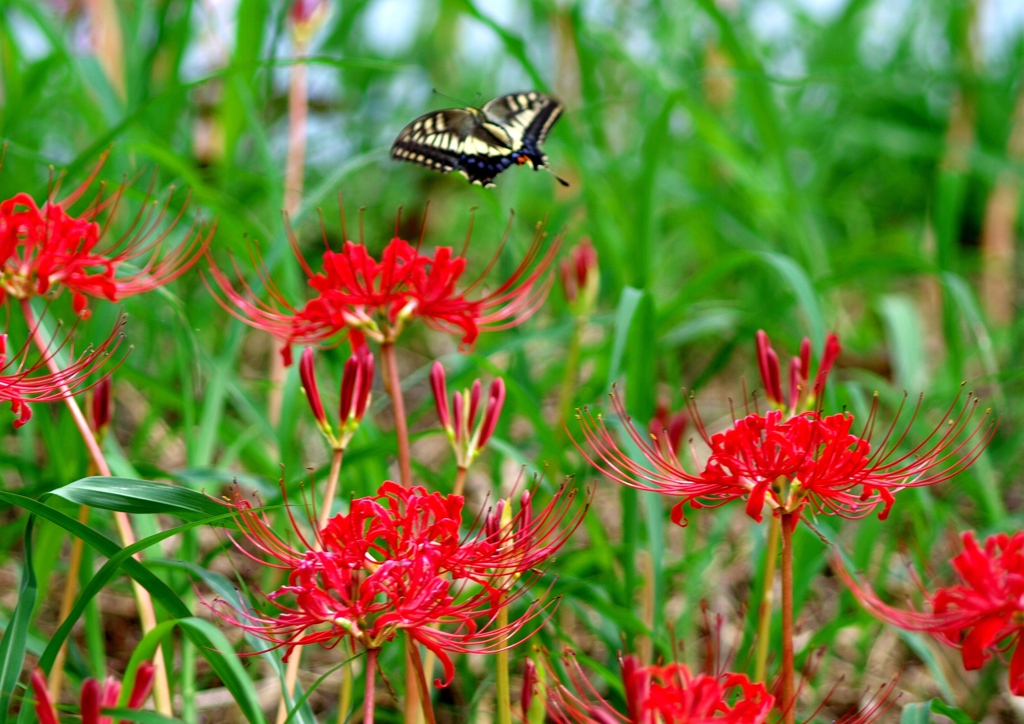 IMG_9975......SILKYPIX_DS_PRO....4.3