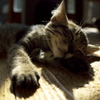 093A1911......SILKYPIX_DS_PRO....6..2111